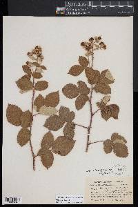 Rubus armeniacus image