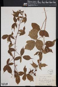 Rubus canadensis image