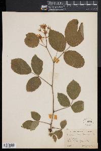 Rubus canadensis image