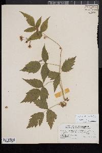 Rubus canadensis image