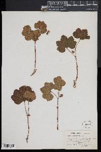 Rubus chamaemorus image