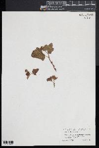 Rubus chamaemorus image