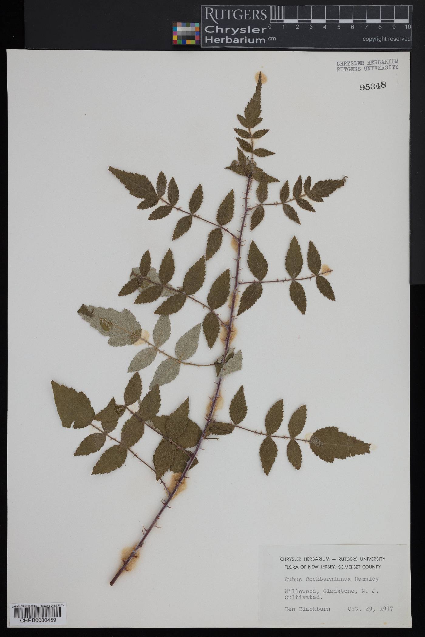 Rubus cockburnianus image