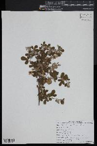 Rubus cuneifolius image