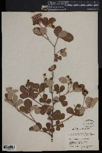 Rubus cuneifolius image