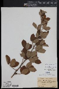 Rubus cuneifolius image