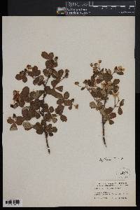 Rubus cuneifolius image