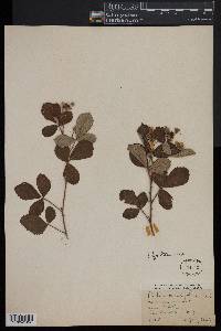 Rubus cuneifolius image