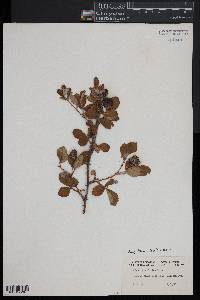 Rubus cuneifolius image