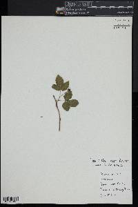 Rubus enslenii image