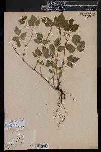 Rubus flagellaris image