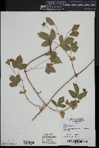 Rubus flagellaris image