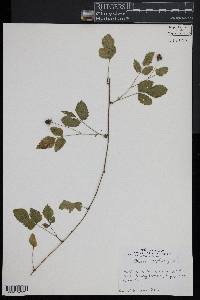 Rubus flagellaris image