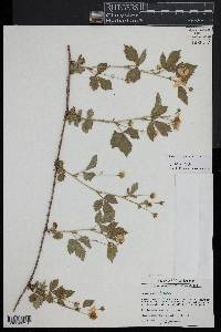 Rubus flagellaris image