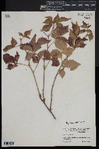 Rubus flagellaris image