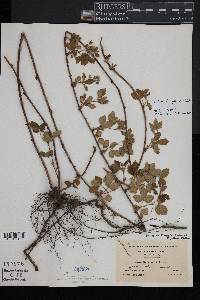 Rubus flagellaris image