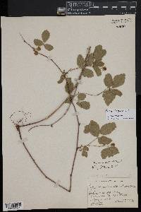 Rubus flagellaris image