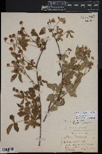 Rubus flagellaris image