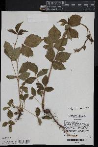 Rubus flagellaris image