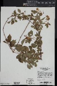 Rubus flagellaris image