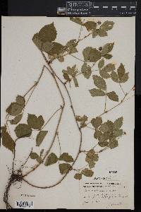 Rubus flagellaris image