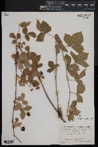 Rubus flagellaris image