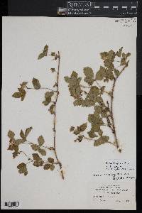 Rubus flagellaris image