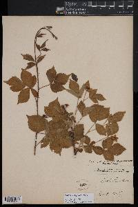 Rubus flagellaris image