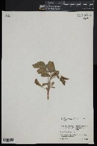 Rubus flagellaris image