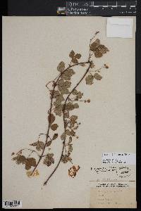 Rubus flagellaris image