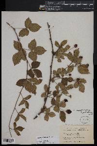 Rubus flagellaris image