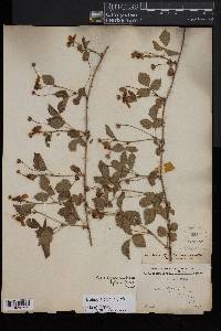 Rubus flagellaris image