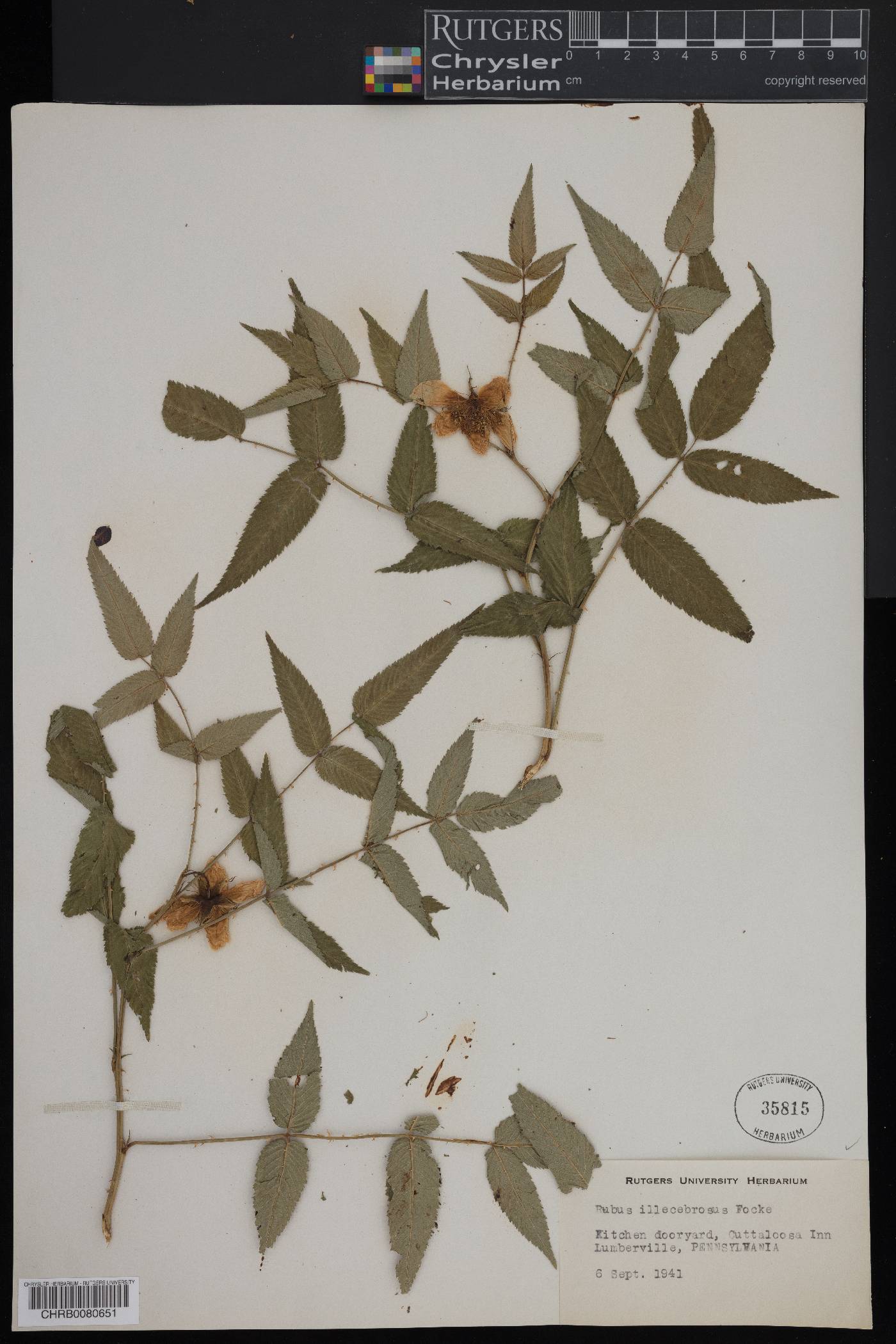Rubus illecebrosus image