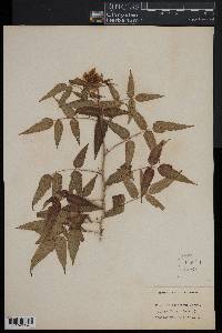 Rubus illecebrosus image