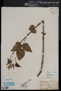 Rubus insons image