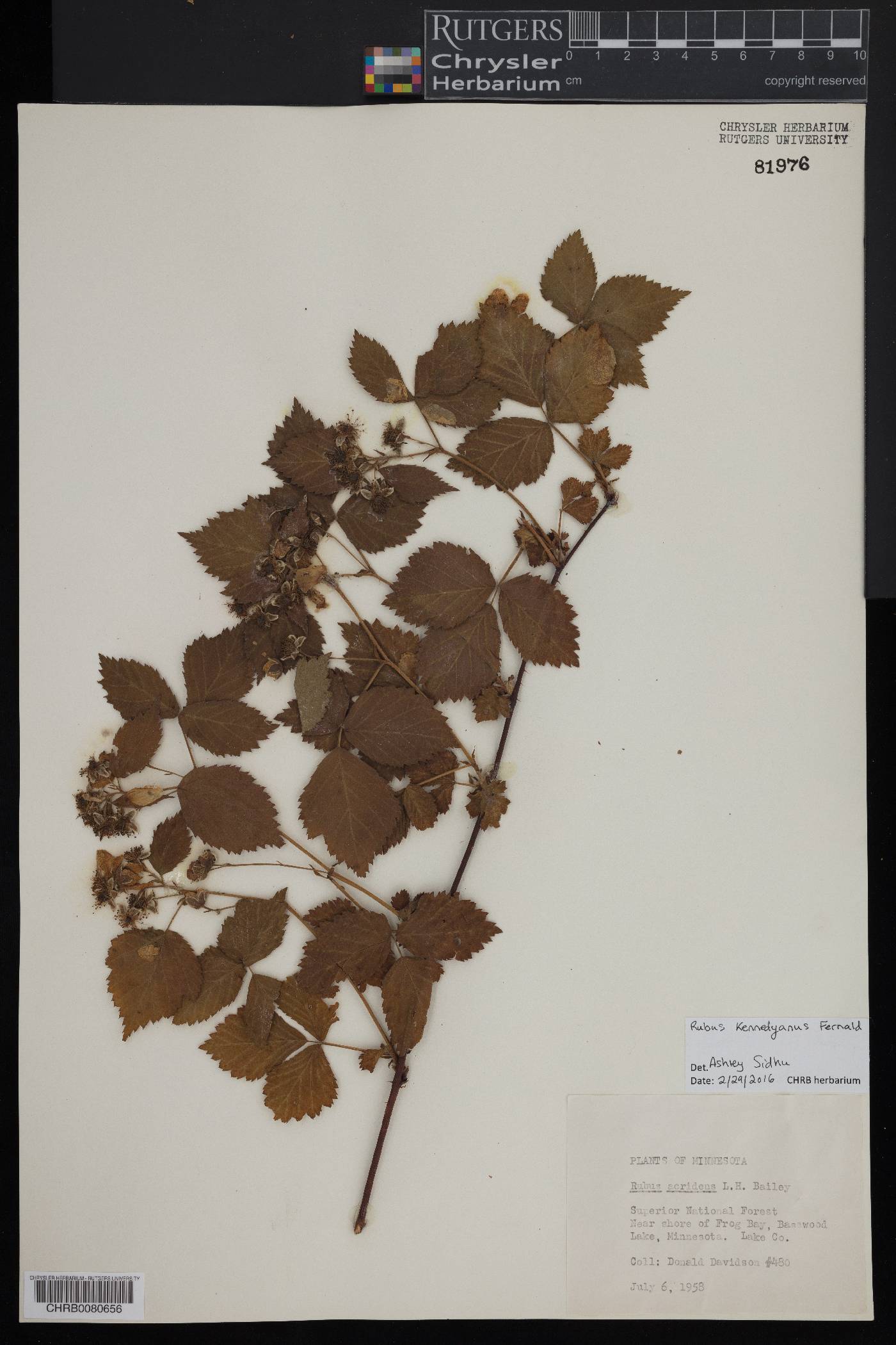 Rubus kennedyanus image