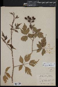 Rubus laciniatus image