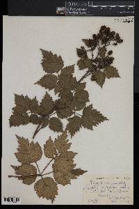 Rubus laciniatus image