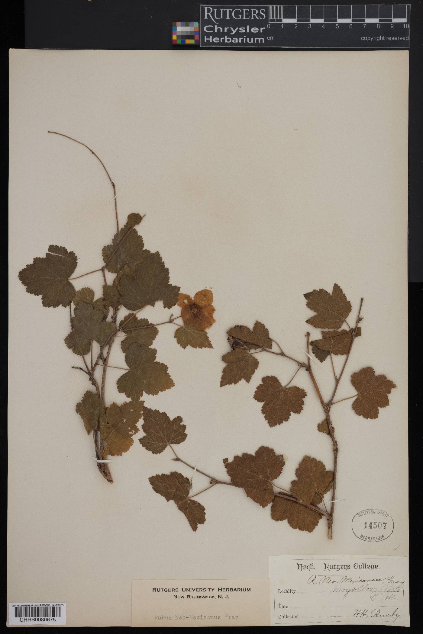 Rubus neo-mexicanus image