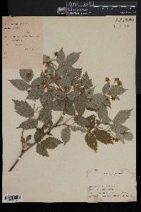 Rubus occidentalis image