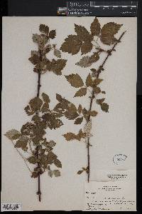 Rubus occidentalis image