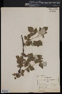 Rubus occidentalis image