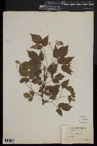 Rubus occidentalis image