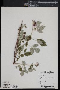 Rubus occidentalis image