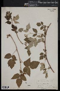 Rubus occidentalis image