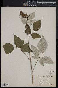 Rubus occidentalis image