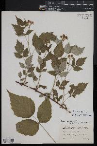 Rubus occidentalis image