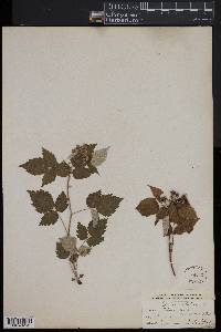 Rubus occidentalis image