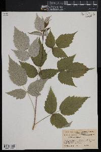 Rubus occidentalis image