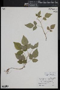 Rubus occidentalis image